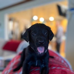 Twilight- Grey Collar - Black female Assorted Doodle Crosses puppy in Norfolk, Virginia from Móraí’s Doodles