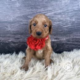 Aura - Sable female Goldendoodle puppy in Utah County, Utah from Big Hearted Breeders