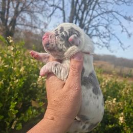 Bates - Harlequin male Great Dane puppy in Granby, Missouri from HCR Great Danes