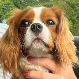 Sissy - Cavalier King Charles Spaniel