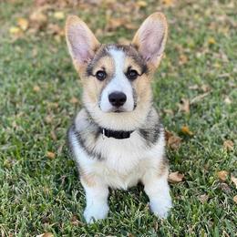Pembroke Welsh Corgis from SS Texas Corgis