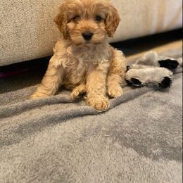 Cockapoo Puppies from Golden Paws