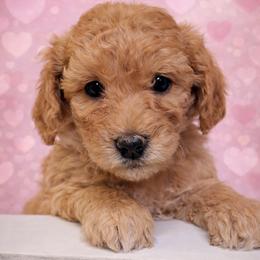 Cece - Apricot female Goldendoodle puppy in Hendersonville, Tennessee from Ben's Best Buddy Goldendoodles