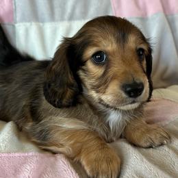 Tucker - Dapple male Dachshund puppy in Griffin, Georgia from Always Trippin' Doxie Life