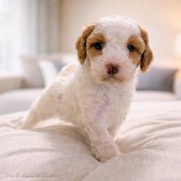 Juliet - Parti female Goldendoodle puppy in Pittsburg, Texas from Grace Springs Goldendoodles