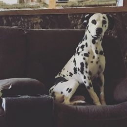 Dalmatians from Cedar Ridge Kennels