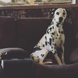 Dalmatians from Cedar Ridge Kennels
