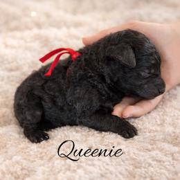 Queenie - Black female Whoodle puppy in Knoxville, Tennessee from Fleury Farm Doodles TN