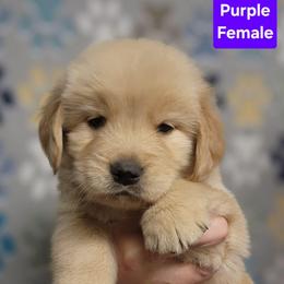 Tutti Purple Girl - Golden female Golden Retriever puppy in Wauseon, Ohio from Golden Sunrise Retrievers