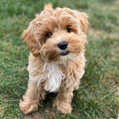 Australian Labradoodle Puppies from Lake Breeze Labradoodles