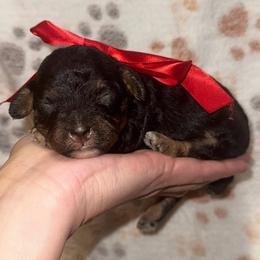 Poppy - Sable female Cavapoo puppy in Ville Platte, Louisiana from The Barkery