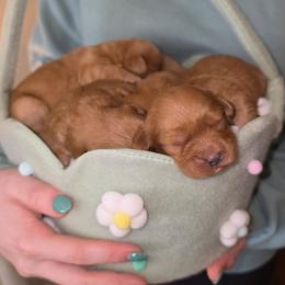 Boy 1 - Red male Cavapoo puppy in Lincolnton, North Carolina from Cuddable Pups