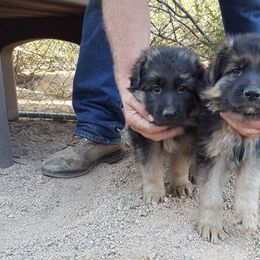 German Shepherd and Papillon Puppies from AZSunshine K9's