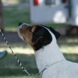 Grey - Jack Russell Terrier