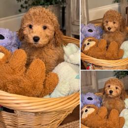 Colt - Apricot male Goldendoodle puppy in Greenville, South Carolina from Law Doodles of SC