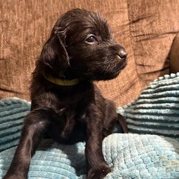 Pearl - Black female Flat-Coated Retriever puppy in Saxapahaw, North Carolina from Banquo