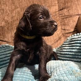 Pearl - Black female Flat-Coated Retriever puppy in Saxapahaw, North Carolina from Banquo