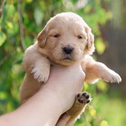 Karla Rose ( light Pink collar ) - Golden female Golden Retriever puppy in Oregon from A Goldens First Love