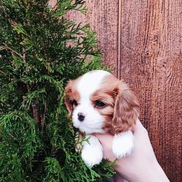 Cavalier King Charles Spaniel Puppies from London Fog Cavaliers