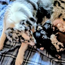 Pekoe - Black tri-color female Australian Shepherd puppy in California from Skiba Aussies