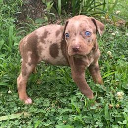 Yellow collar female - Red merle female Catahoula Leopard Dog puppy in Gadsden, Alabama from Rich Cat’s