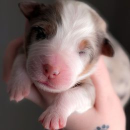 Winter - Blue merle female Australian Shepherd puppy in Georgetown, Texas from River Reign Australian Shepherds