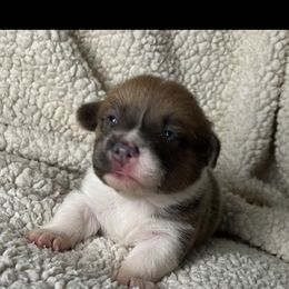 BB boy 3 - White and red male Pembroke Welsh Corgi puppy in Dickinson, Texas from Gulf Coast Corgis