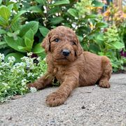 Tallie - Red female Irish Doodle puppy in Hammond, Wisconsin from Queen of the Hill Puppies