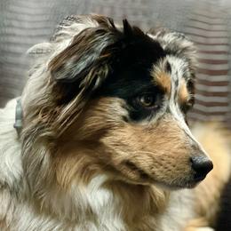 Miniature Australian Shepherds from Chiron Mini Aussies