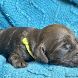 Australian Labradoodle Puppies from Salona- Australian Labradoodles of North America
