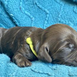 Australian Labradoodle Puppies from Salona- Australian Labradoodles of North America