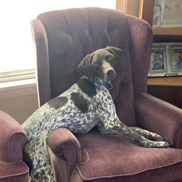 Cody - German Shorthaired Pointer