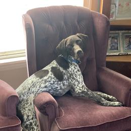 Cody - German Shorthaired Pointer