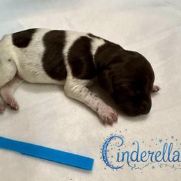 Cinderella - Liver and white female German Shorthaired Pointer puppy in North Branch, Minnesota from Chrishelle Farm