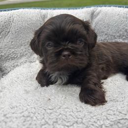 Boy 2 - Liver male Shih Tzu puppy in Tennessee from Cutshall Babies