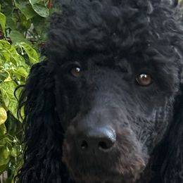 Poodles from Robinsnest Poodles