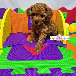 Poodle Puppies from Poodle Avenue