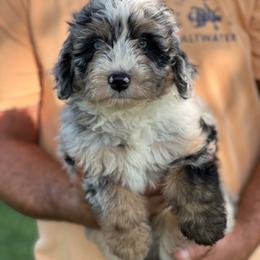 Cinnamon Roll - Blue merle male Aussiedoodle puppy in Omro, Wisconsin from Crystal Ridge Doodles