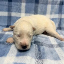 AKC Ace - White male Siberian Husky puppy in Centreville, Maryland from Huskies By the Bay