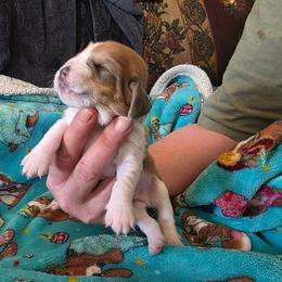Mahogany Male Peanut - Mahogany and white male Basset Hound puppy in Russellville, Kentucky from Morse's Basset Hounds