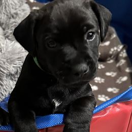 Patterdale Terriers from Oakleaf Ranch