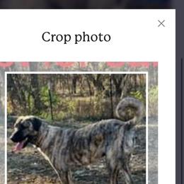 Anatolian Shepherd Dog All Grown Up from Swan Falls Farm