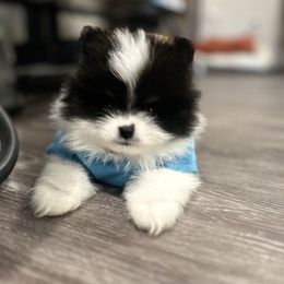 Bandit - Black parti male Pomeranian puppy in Sherman, Texas from Wynter Wonderland Poms