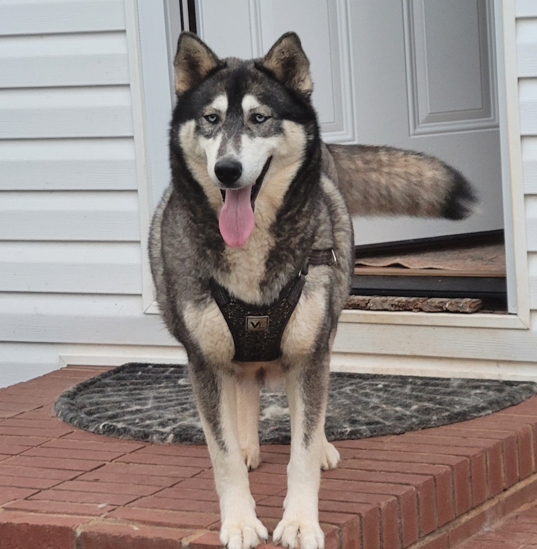 Keisha - Siberian Husky