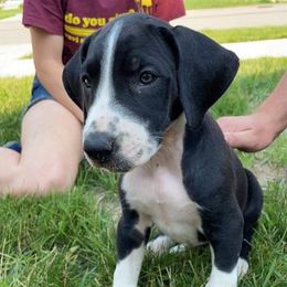 Great Dane Puppies from Black Tie Danes