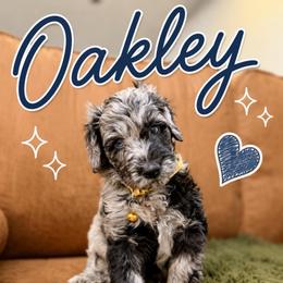 Oakley - Blue merle male Bernedoodle puppy in Fort Collins, Colorado from Front Range Family Doodles