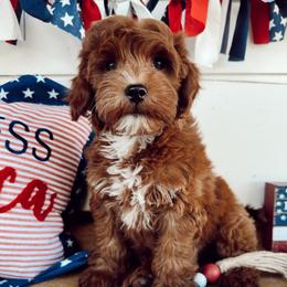 Bandit - Red  male Goldendoodle puppy in Mesa, Arizona from Pedersendoodles