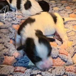 Boy 1 - White black and tan male Papillon puppy in Fremont, Michigan from Barque