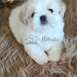 Lyric - Cream and white female Shih Tzu puppy in Sanger, California from Hillsides Shih-Tzu