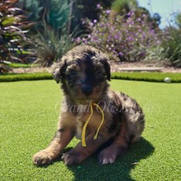 Porsche - Blue merle female Aussiedoodle puppy in Weatherford, Texas from Grand Ole Aussies